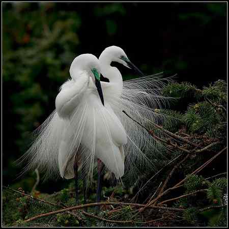 白鹭又到开屏时