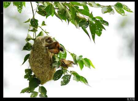 中华攀雀的爱巢