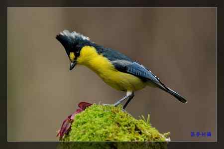 黃山雀 (Taiwan Tit)