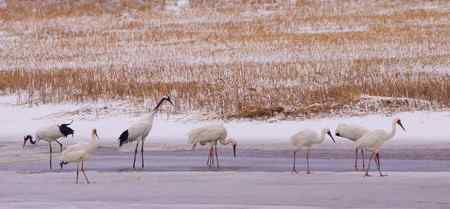 阳春三月莅临盘锦的白鹤