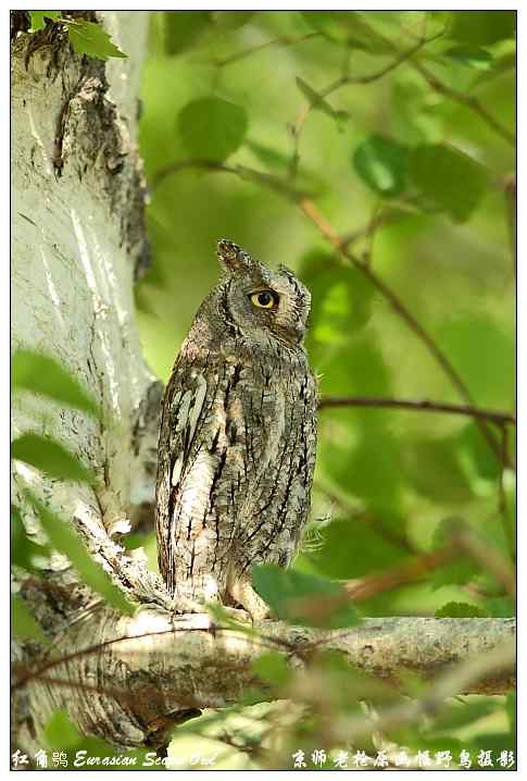 猫头鹰红角鸮的保护色