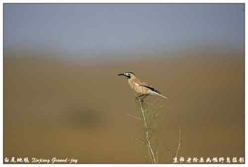 新疆拍鸟结识众多鸟友 黑啄木刨地