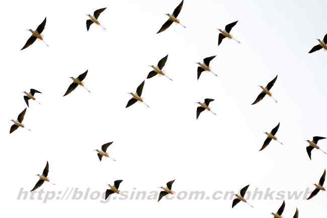 迁徙的鸟 长脚鹬