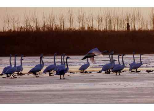 黄河口野生鸟类  天鹅