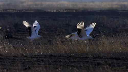 黄河口野生丹顶鹤