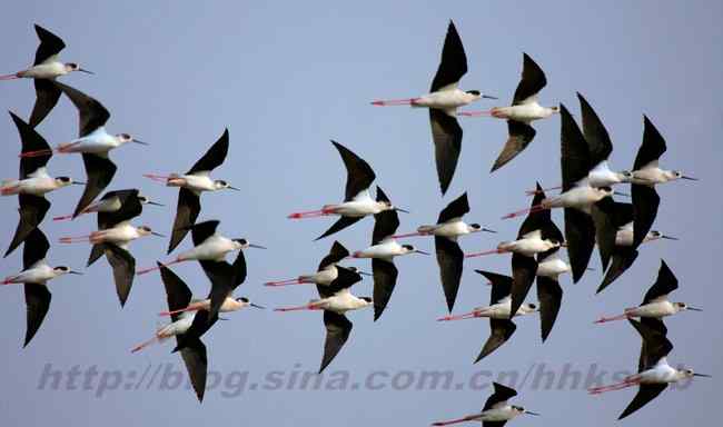 迁徙的鸟 长脚鹬