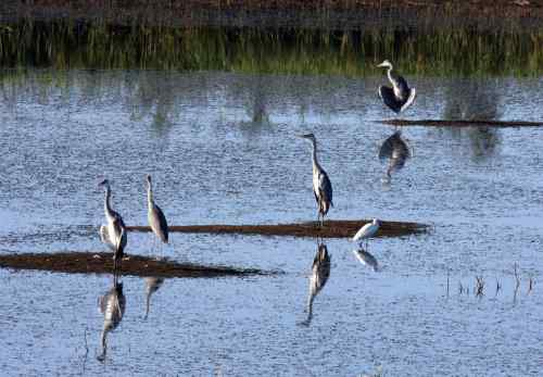 黄河口湿地——鸟的天堂