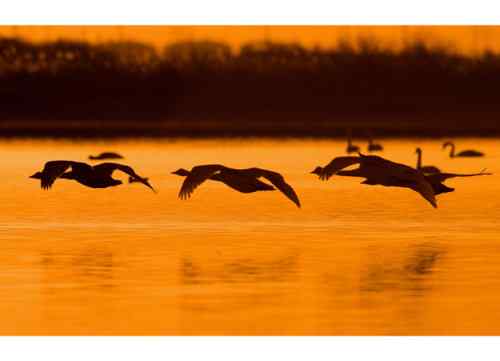 黄河口野生鸟类  天鹅