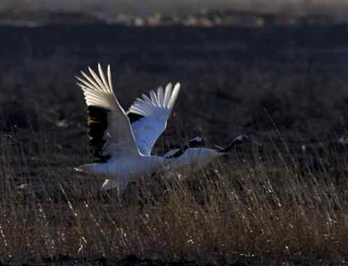 黄河口野生丹顶鹤