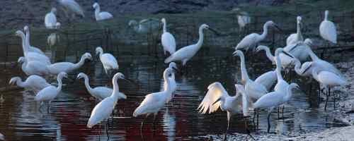 天使之恋——天鹅