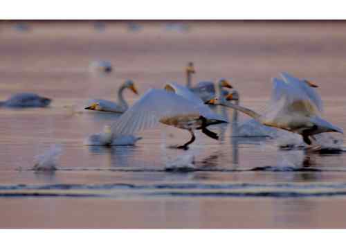 黄河口野生鸟类  天鹅