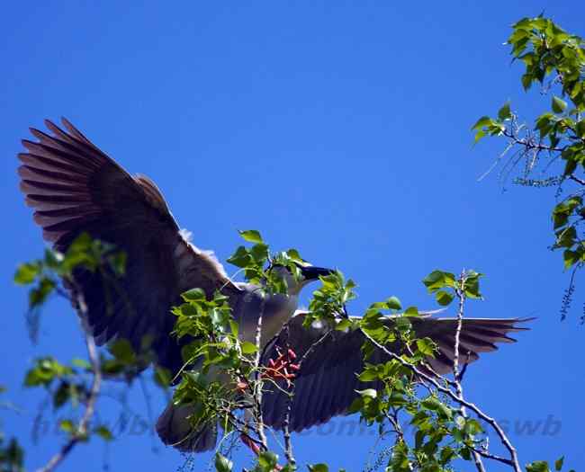 摄影 白鹭与夜鹭