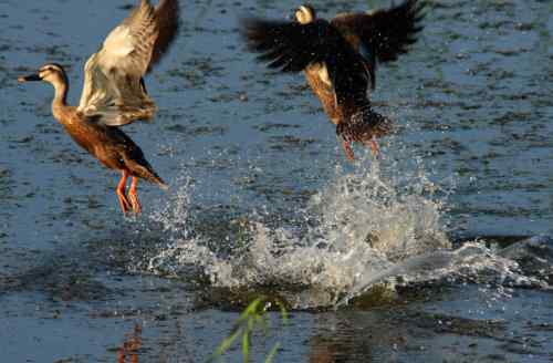 雉鸡 绿翅小水鸭 牛背鹭 苍鹭