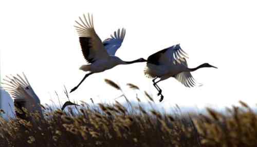 黄河口野生丹顶鹤