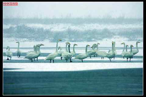 黄河入海口的天鹅群