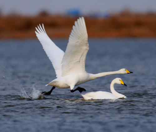 佳能拍的一组天鹅片子