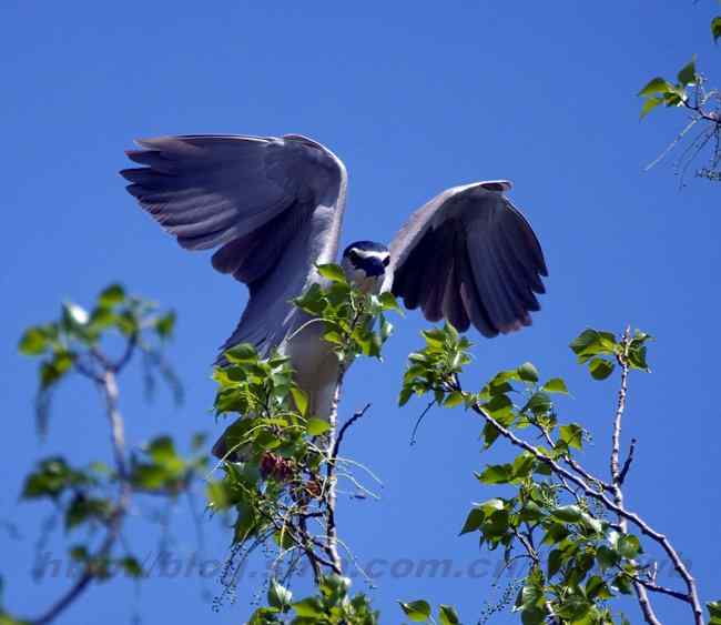 摄影 白鹭与夜鹭
