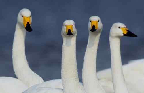 佳能拍的一组天鹅片子