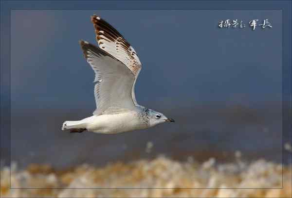 去年的片子——遗鸥