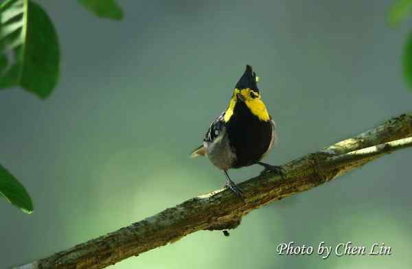 三上龙栖山拍鸟