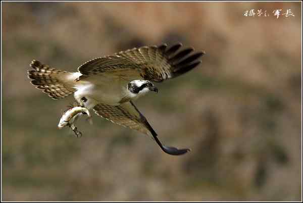 去年的鸟类摄影杂片