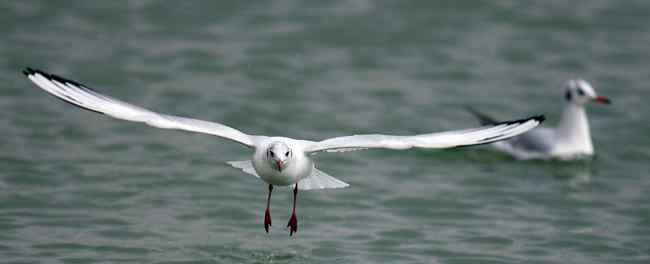 野生鸟类摄影规则