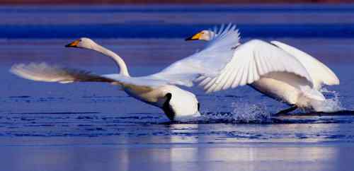 天使之恋——天鹅