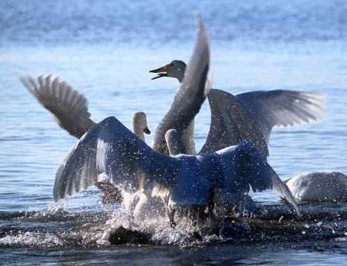 天使之恋——天鹅