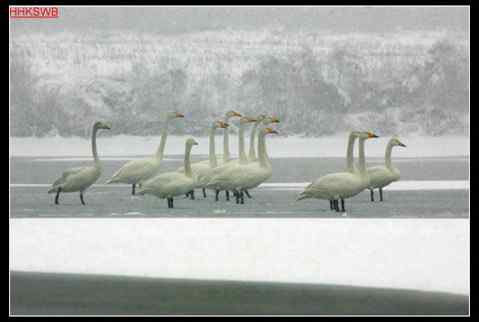 黄河入海口的天鹅群
