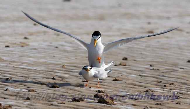 佳能拍的一组天鹅片子