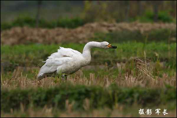 海峡都市报的记者拍到小天鹅