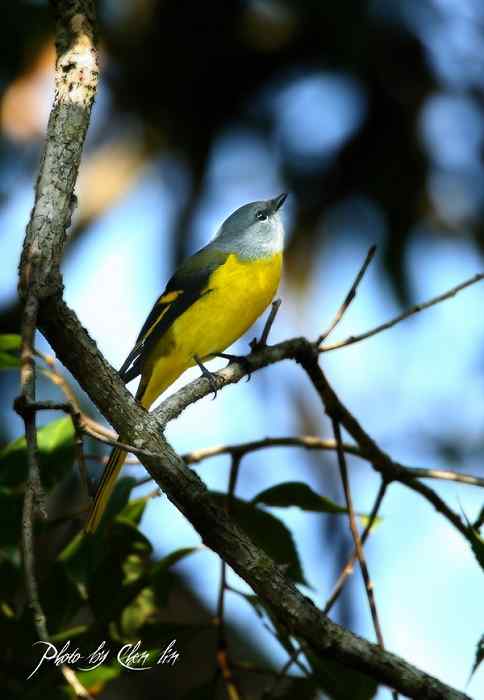 三上龙栖山拍鸟