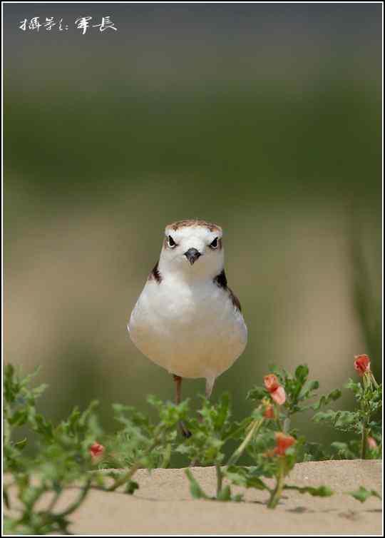 去年的鸟类摄影杂片