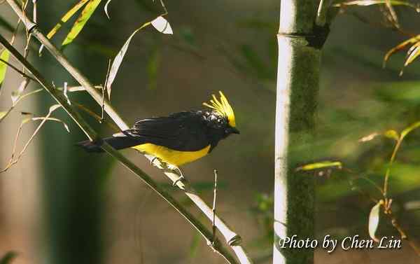 三上龙栖山拍鸟