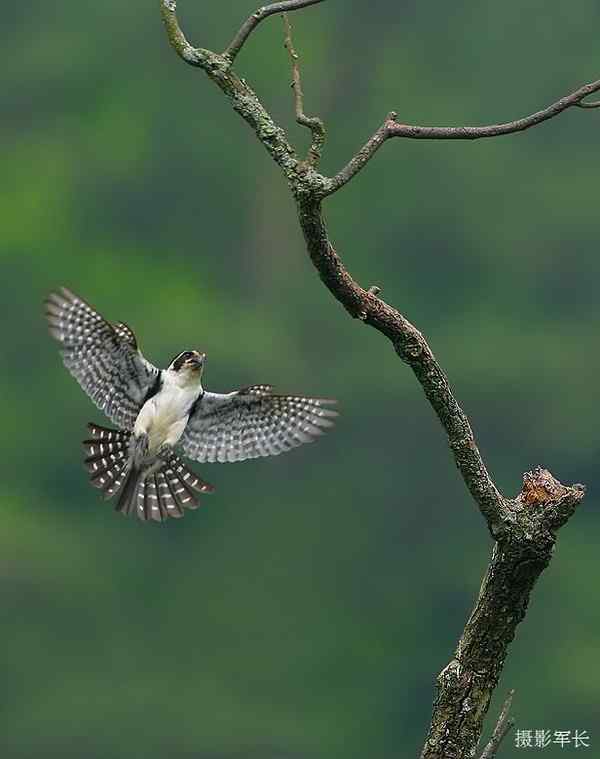 婺源美丽的小山村——拍鸟天堂