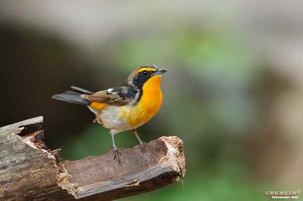 构嘴林鴡和黄眉姬鹟