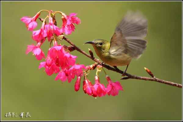 去年的鸟类摄影杂片