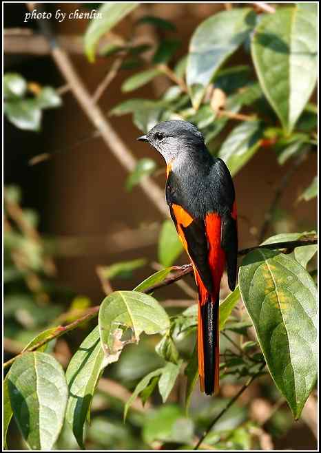 三上龙栖山拍鸟
