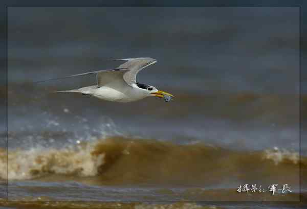 拍好黑嘴端凤头燕鸥和大凤头燕鸥