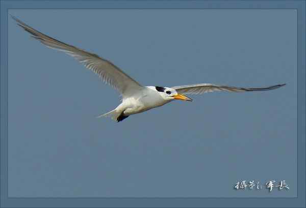 拍好黑嘴端凤头燕鸥和大凤头燕鸥