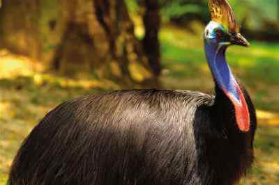 亲历最危险的鸟类:食火鸟cassowary