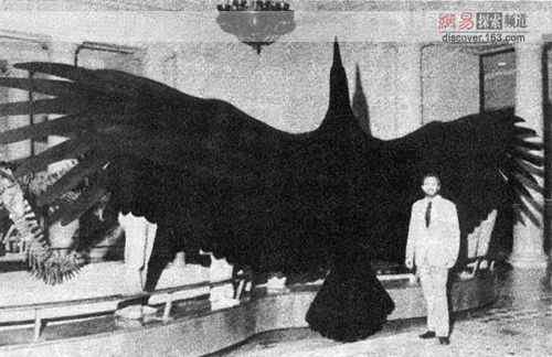 历史上最大的笨鸟:阿根廷巨鸟