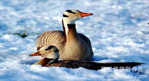 斑头雁：鸟类飞行的一级运动员