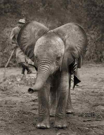 非洲大象大迁徙