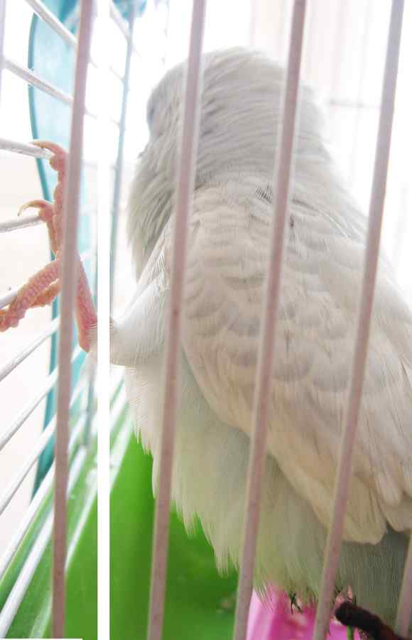 白色的鹦鹉名称？