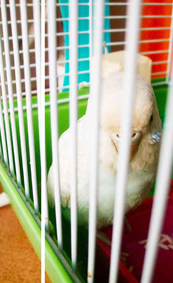 白色的鹦鹉名称？