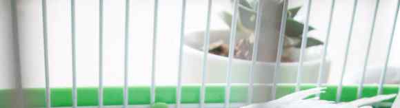 白色的鹦鹉名称？