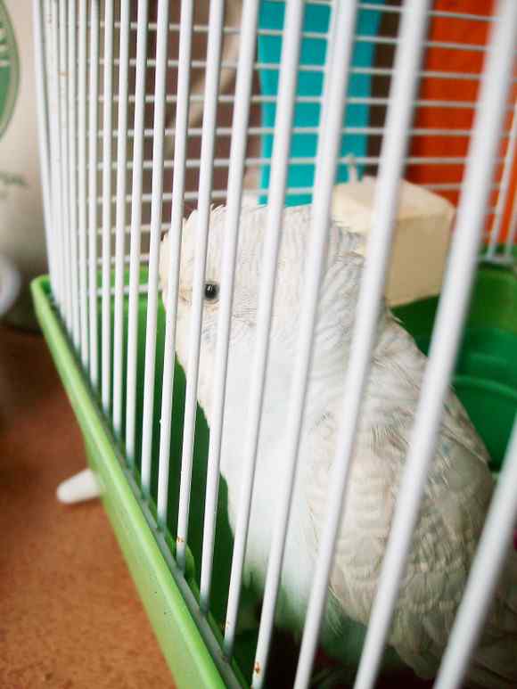 白色的鹦鹉名称？