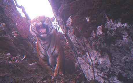 喜马拉雅山的老虎