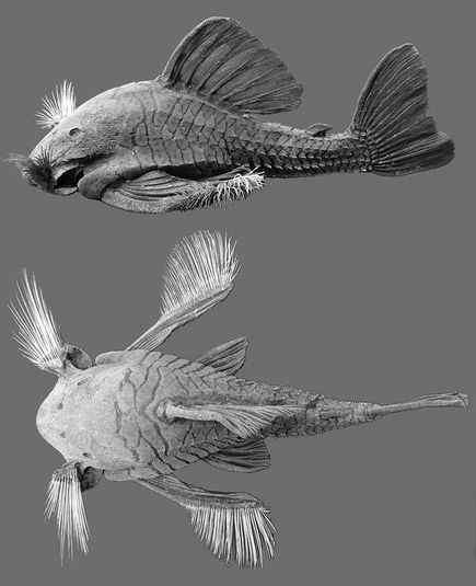 最奇怪的鲶鱼——亚马逊雨林的鲶鱼以木材为食 最奇怪的鲶鱼——亚马逊雨林的鲶鱼以木材为食